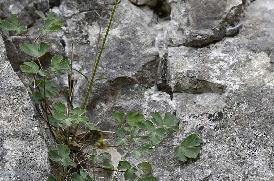 Aquilegia einseleana / Aquilegia di Einsele